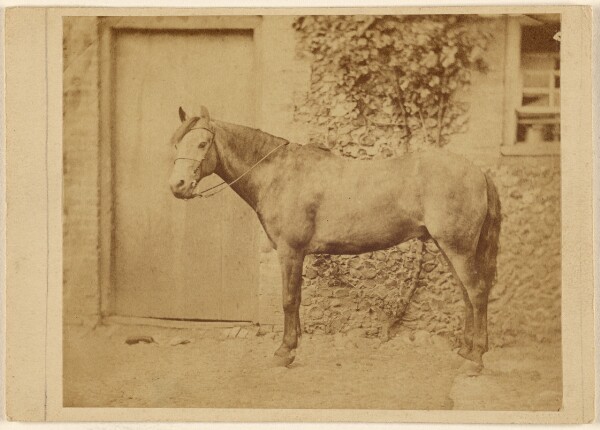 Unknown, [Horse, standing]