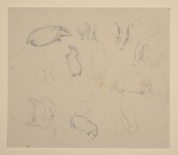 Potter, Beatrix, drawing