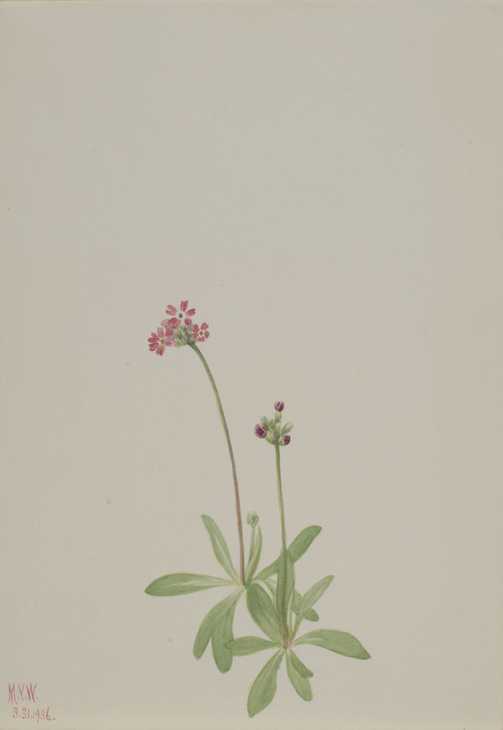Mary Vaux Walcott, Untitled