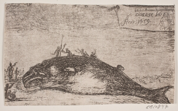 Jürgen Ovens, En hval strandet ved Eiderstedt