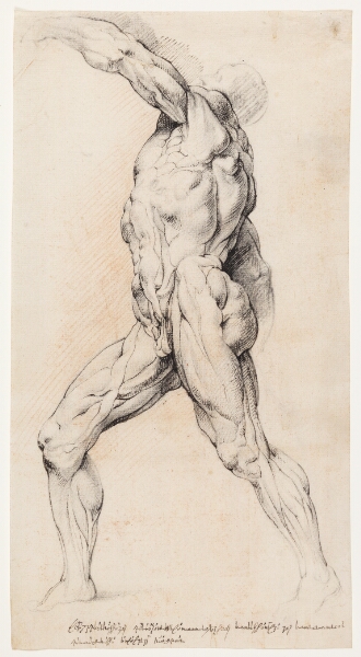 Willem Panneels, Anatomisk studie (écorché).En gående, flået mand med løftet venstre arm, venstre drejet
