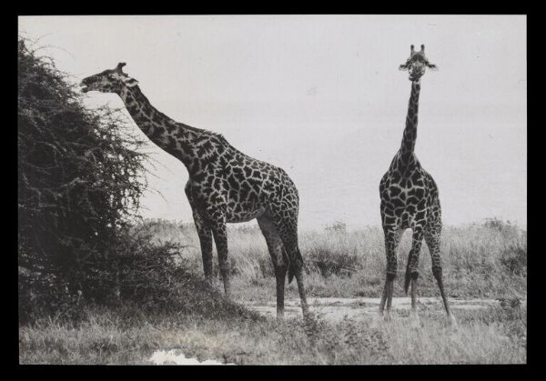 Hinde, John Wilfrid, Two Giraffes