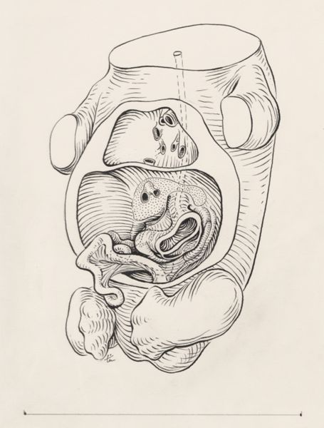 J Tinkelenberg, Organs of the human embryo