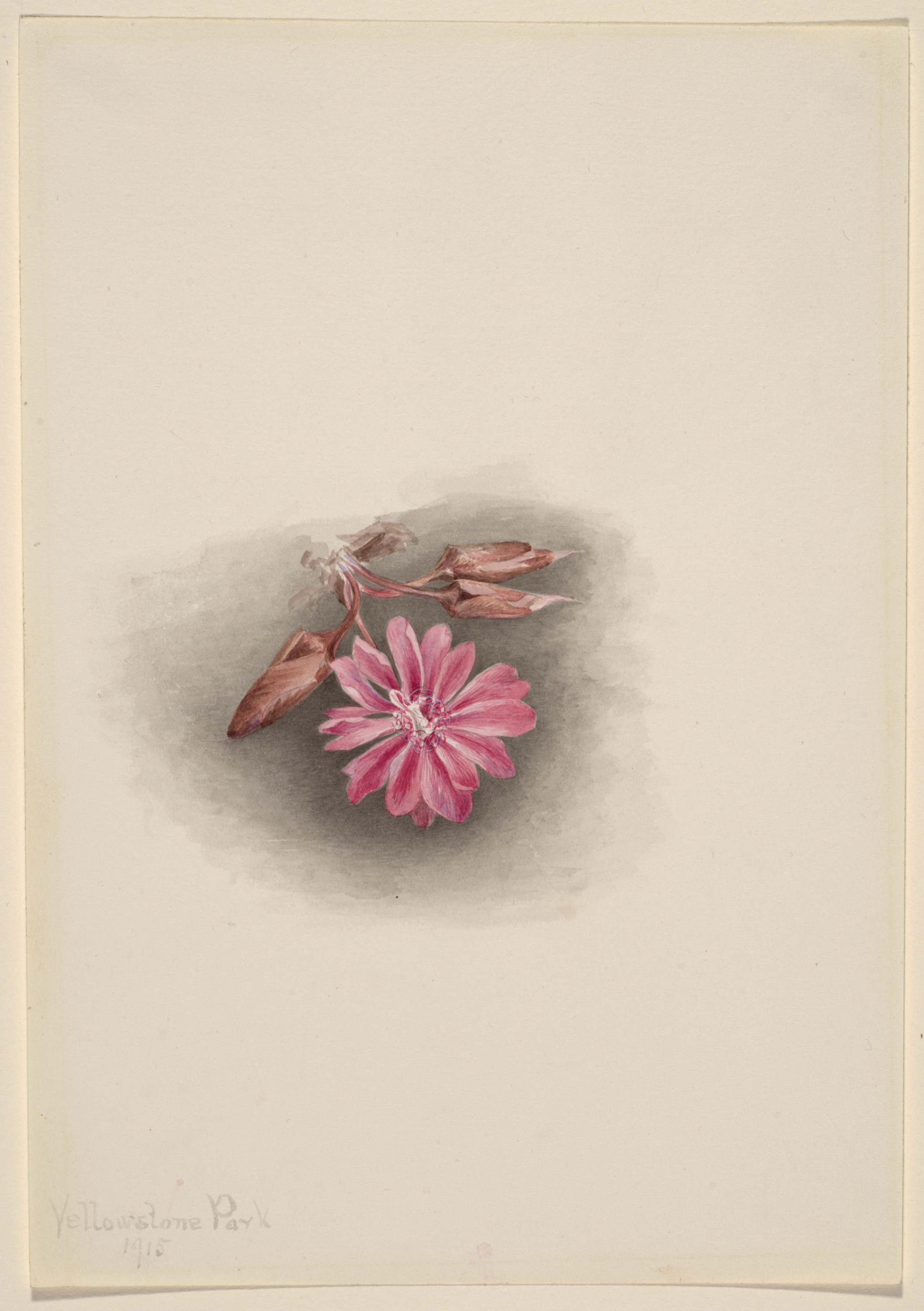 Mary Vaux Walcott, Bitterroot (Lewisia redivivia)