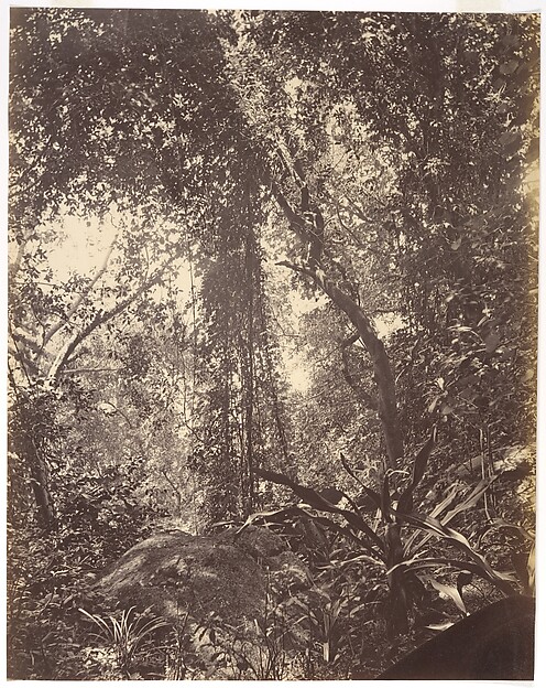 John Thomson, View in Camoens Garden Macao