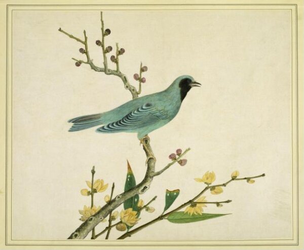 Unknown, Verditer flycatcher