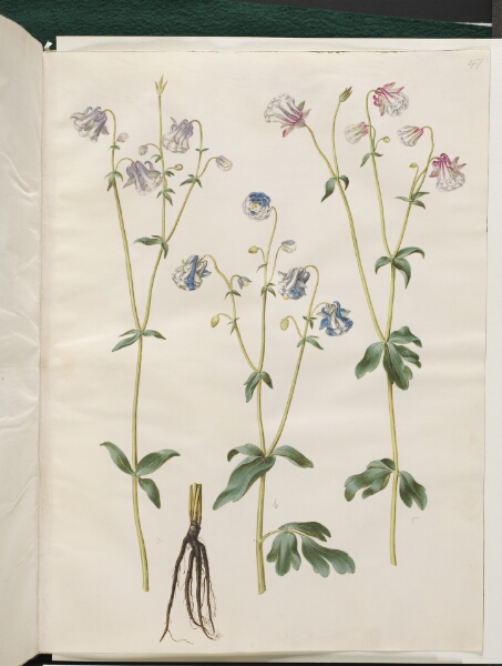 Hans Simon Holtzbecker, Aquilegia vulgaris (almindelig akeleje)