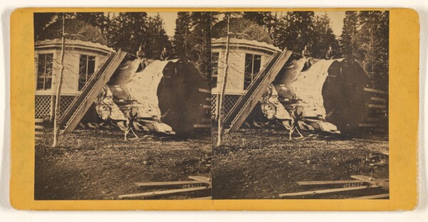 Eadweard J. Muybridge, [Big Trees, Mariposa]