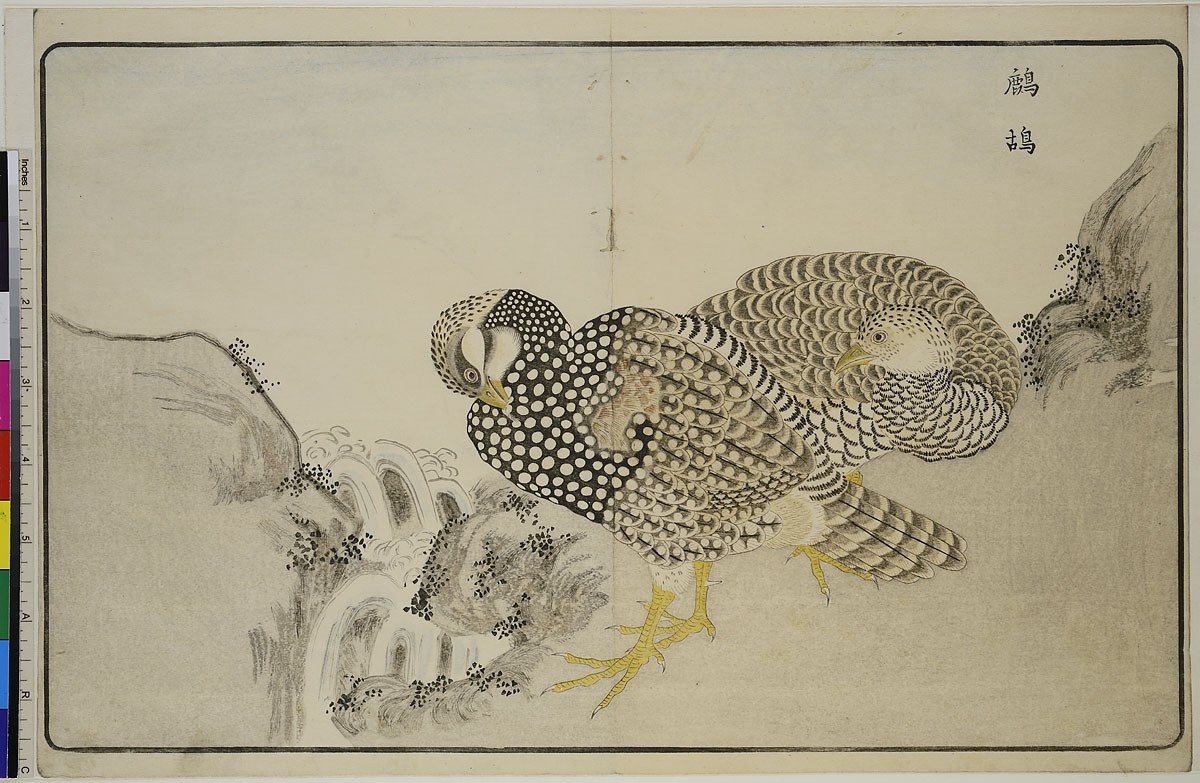 Kitao Masayoshi, Rebhuhn-Paar, aus dem Buch: Bilder importierter Vögel