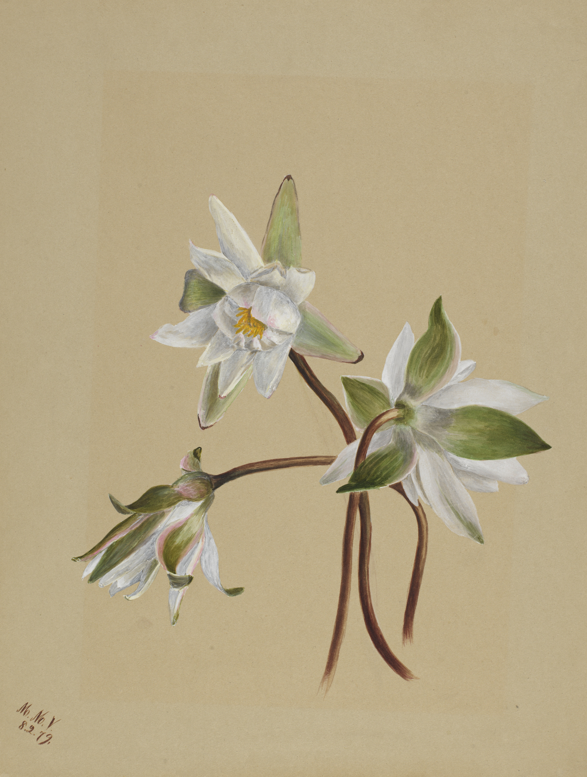 Mary Vaux Walcott, Water Lilies (Castalia odorata)