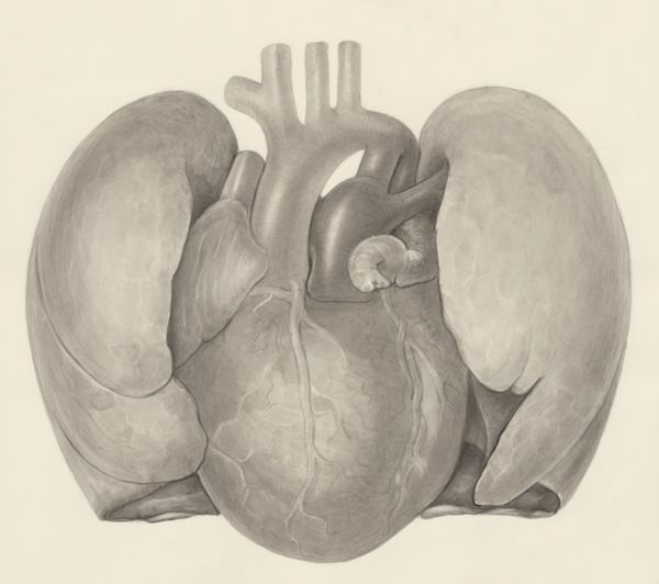 H.G Wetselaar, Heart and adjacent organs