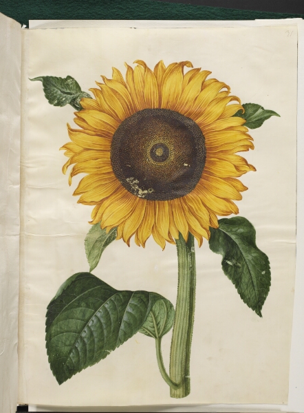 Hans Simon Holtzbecker, Helianthus annuus (almindelig solsikke)