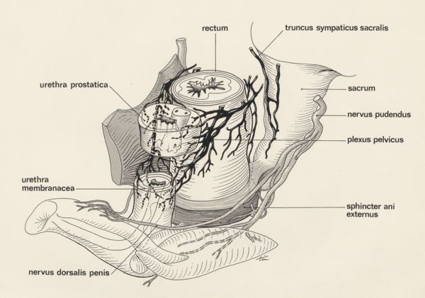 J Tinkelenberg, Schematic representation of male genital system