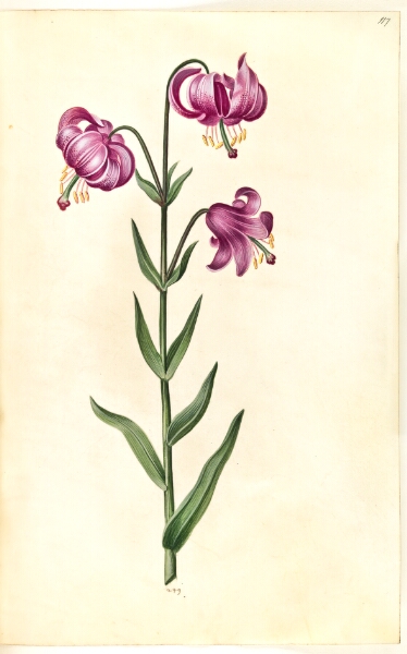 Hans Simon Holtzbecker, Lilium martagon (krans-lilje)
