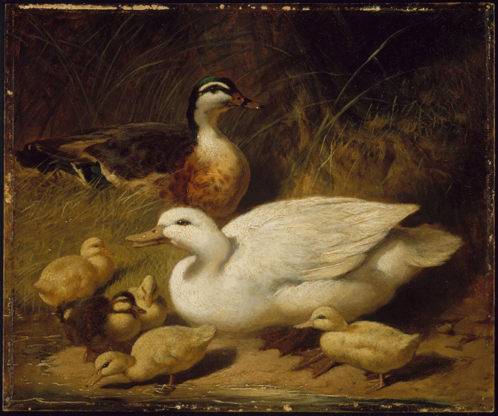 John Frederick Herring, Sr., Ducks and Ducklings