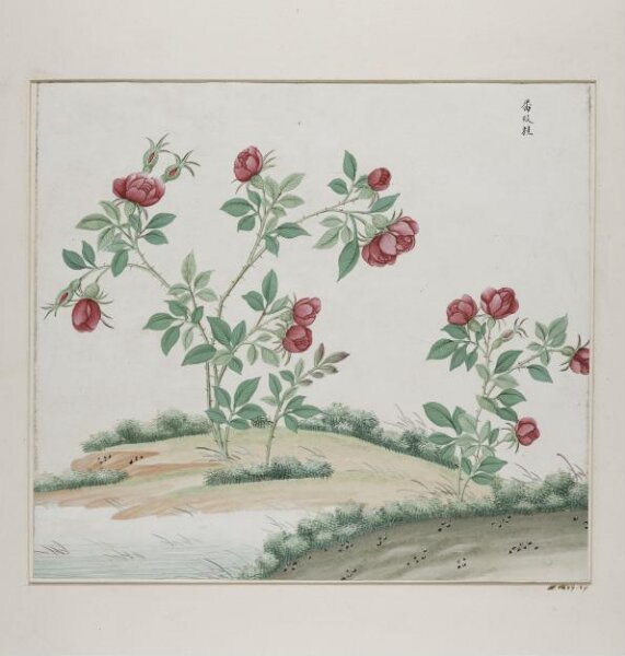 Unknown, Fan mei gui