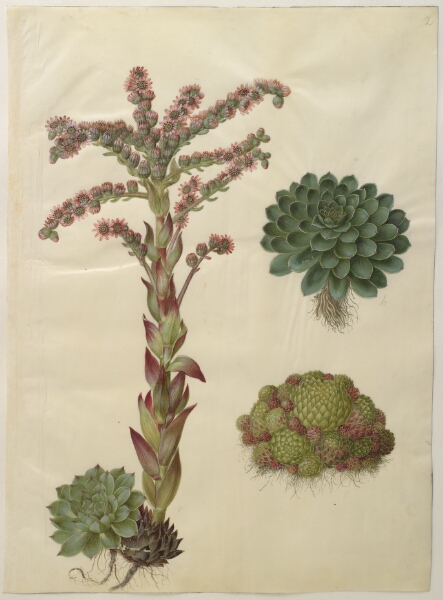 Hans Simon Holtzbecker, Sempervivum tectorum (almindelig husløg); Sempervivum montanum (bjerg-husløg)