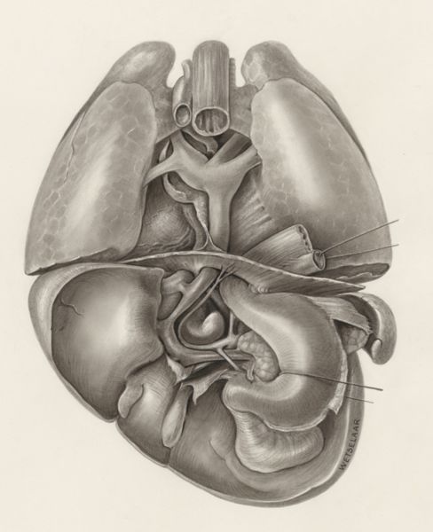 H.G Wetselaar, Heart and adjacent organs