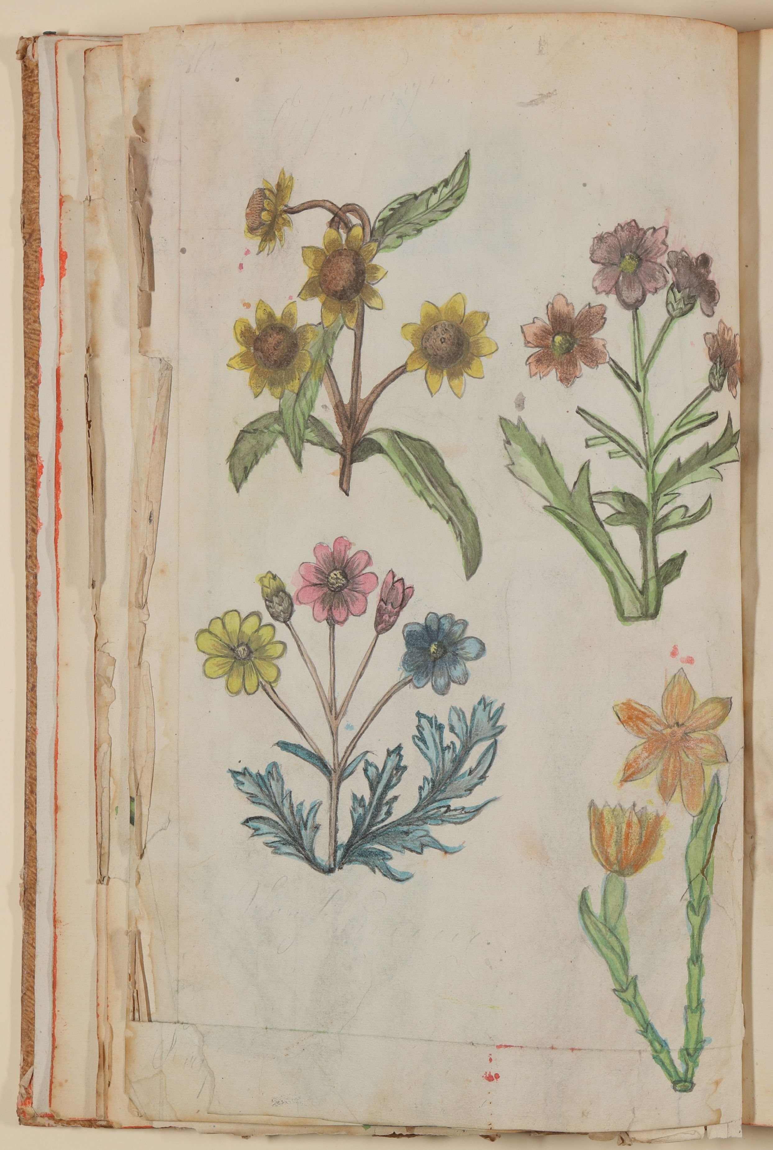 Marianne Franziska Seiffert von Klettenberg, Verschiedene Blumen, unter anderem Primeln [aus einem Skizzenbuch der Marianne Franziska Seiffert von Klettenberg]