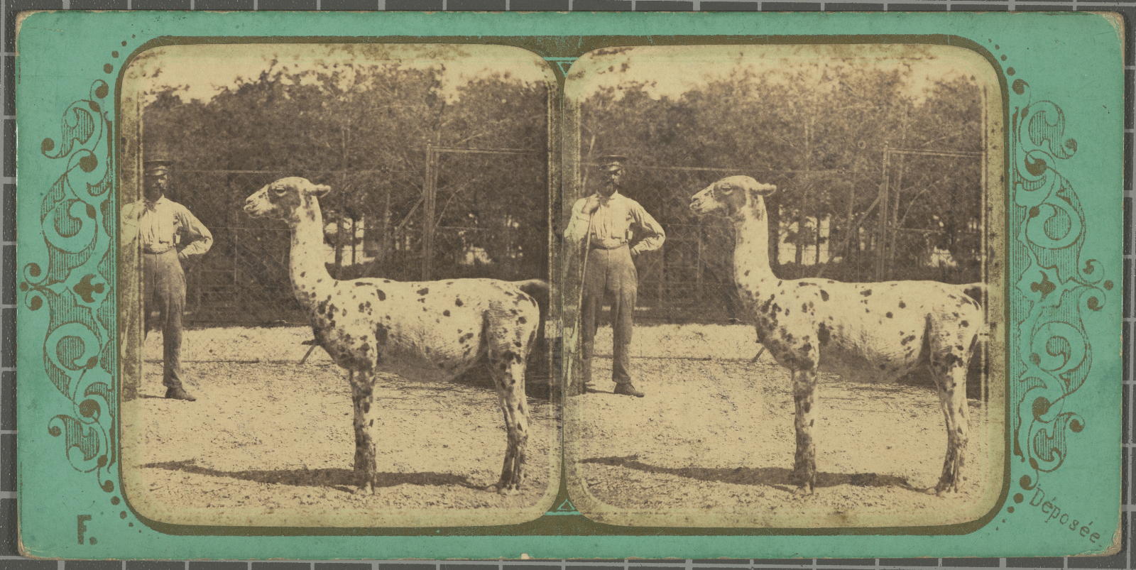 Desconegut, Jardin Zoologique d'acclimatation Bois de Boulogne Justificació del títol, títol inscrit