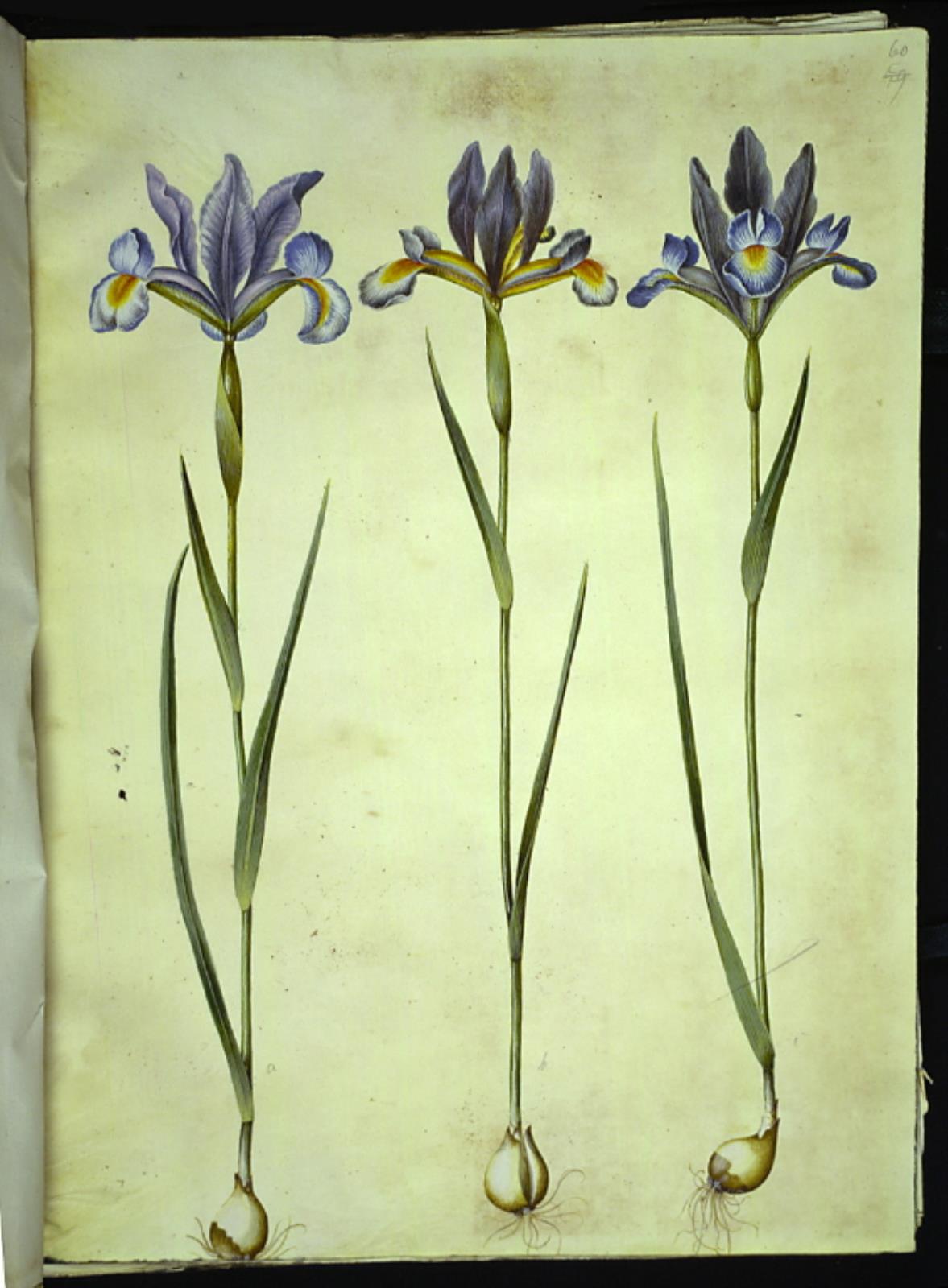 Hans Simon Holtzbecker, Iris xiphium (spansk iris)