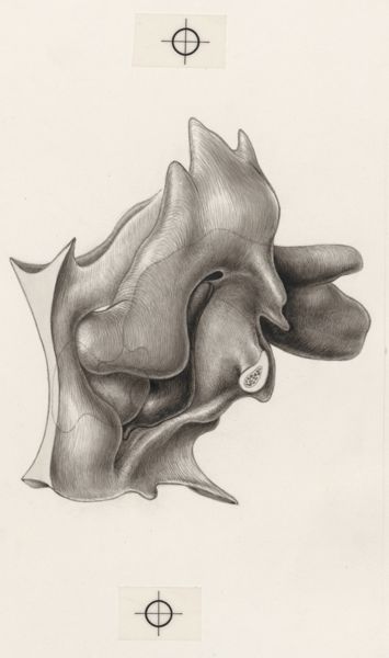 J Tinkelenberg, Part of the heart and circulatory system