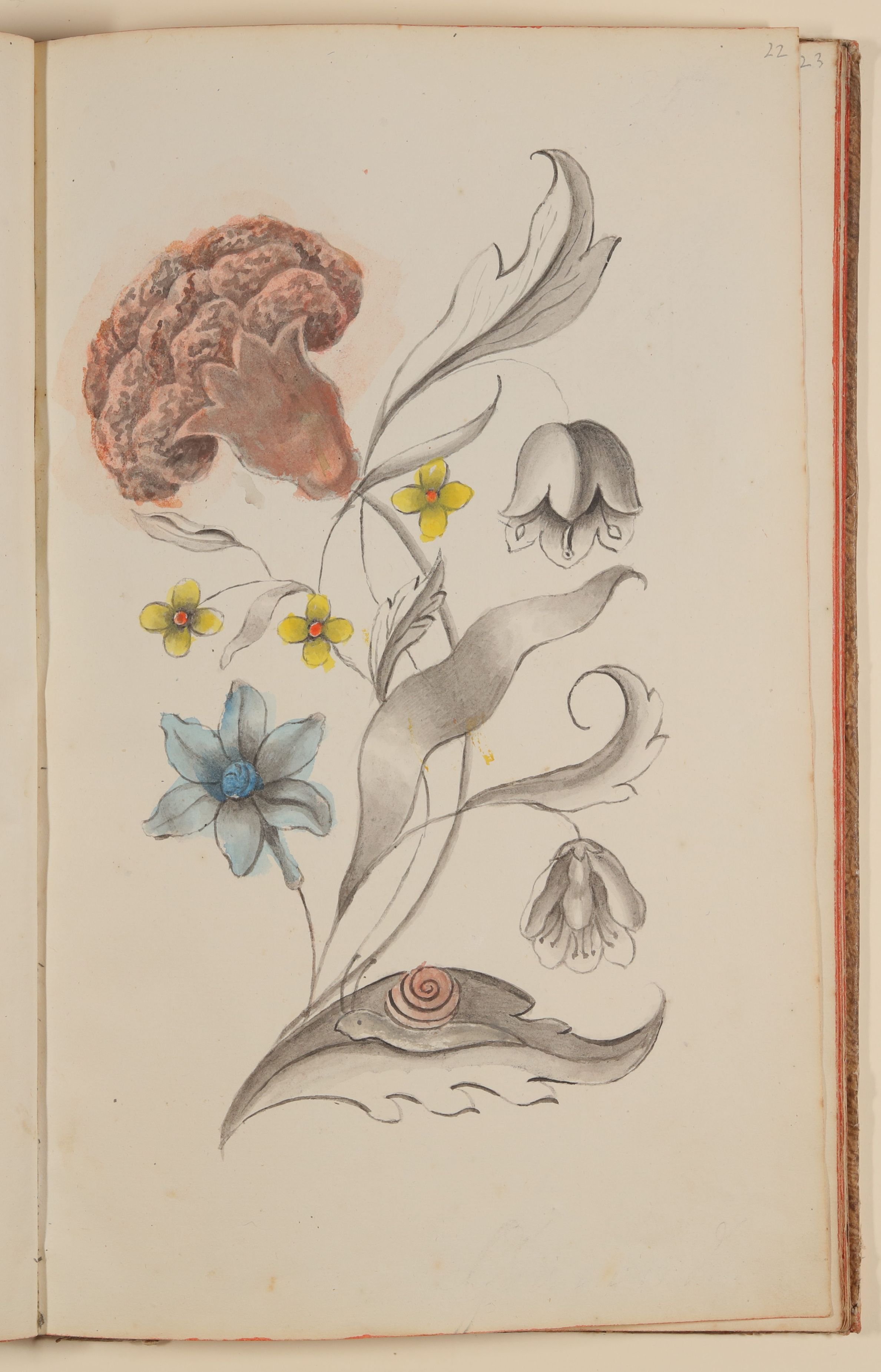 Marianne Franziska Seiffert von Klettenberg, Blumenstrauß mit Nelke und Schnecke [aus einem Skizzenbuch der Marianne Franziska Seiffert von Klettenberg]