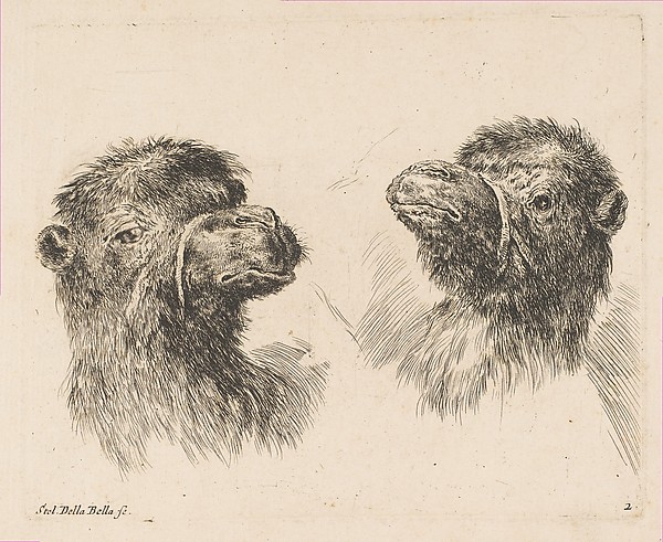 Stefano della Bella, Two Camel Heads