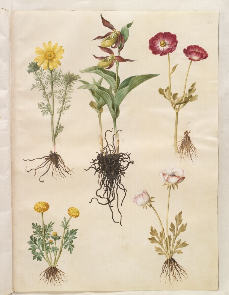 Hans Simon Holtzbecker, Adonis vernalis (vår-adonis); Cypripedium calceolus (stor fruesko); Ranunculus asiaticus (have-ranunkel); Ranunculus (art af ranunkel)