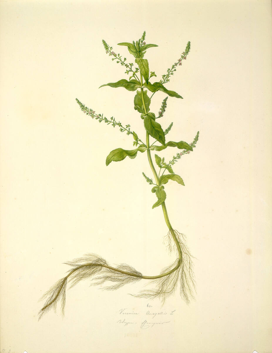 AugustRokert, Veronica Anagallis L - Wasser-Ehrenpreis