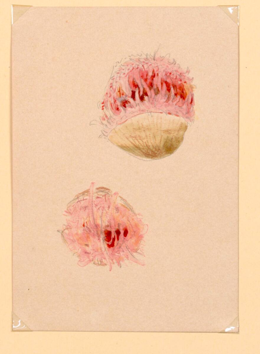 MarieLippert-Hoerner, Zwei Muscheln