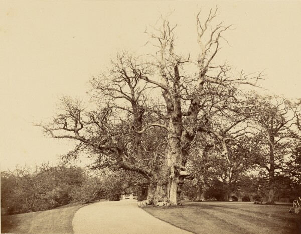 Roger Fenton, [Study of Tree and Driveway]