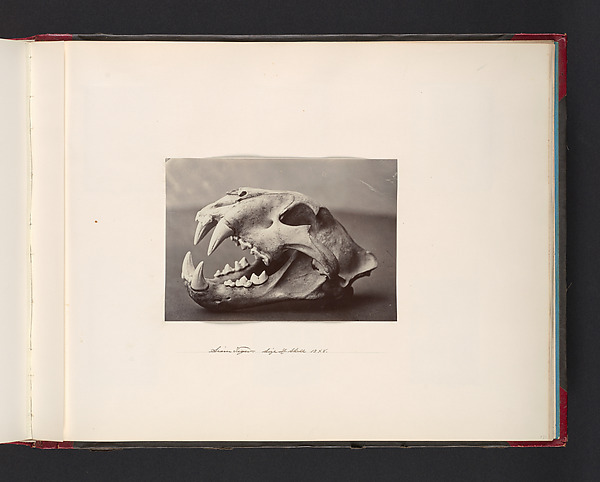 John Thomson, Siam Tiger. Size of Skull 13x8