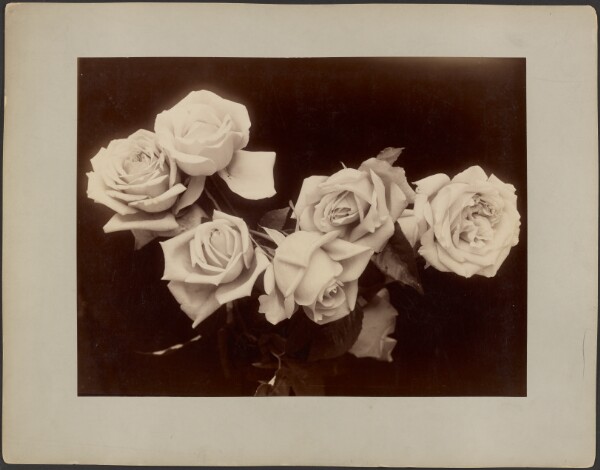 Unknown, [Flower Study]