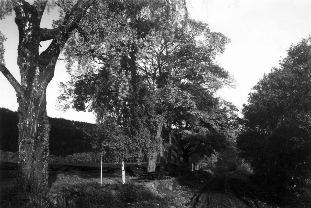 Hermann Christian Neupert, Fra Bogstad ca. 1923. Parken med vei. Skog i bakgrunnen.
