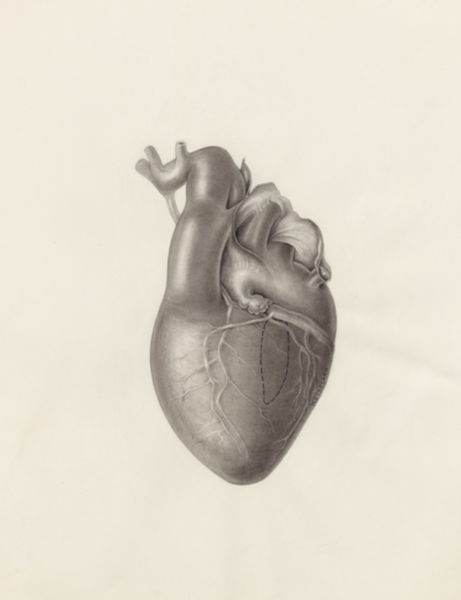 H.G Wetselaar, Cardiovascular system