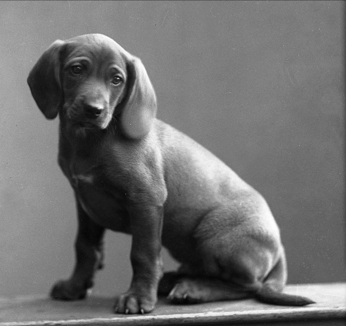 Gustav Borgen, Portrett, Baker Hansens hund.