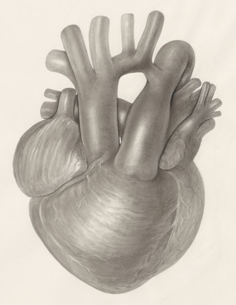 H.G Wetselaar, Heart