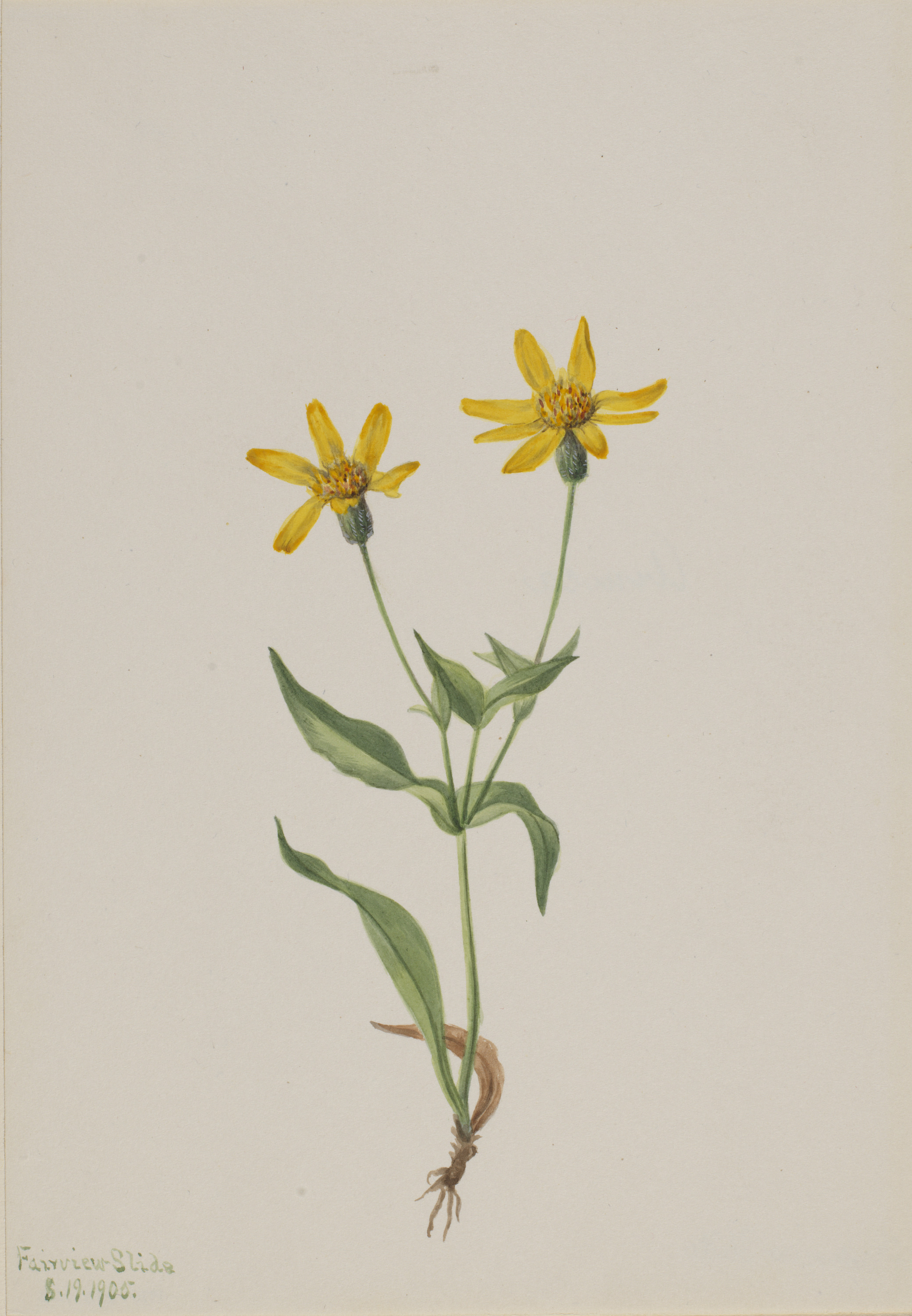 Mary Vaux Walcott, Arnica alpina