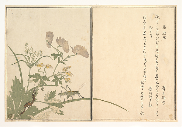 Kitagawa Utamaro, Katydid (Umaoi-mushi); Centipede, (Mukade), from the Picture Book of Crawling Creatures (Ehon mushi erami)