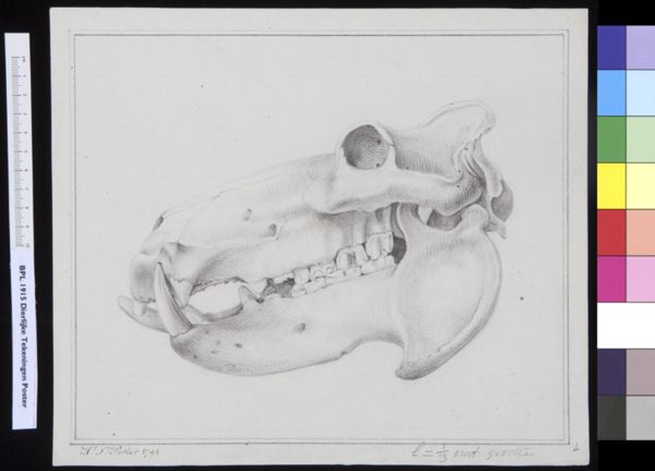 Poster, H.J, (active, Animals: unidentified animal, skull