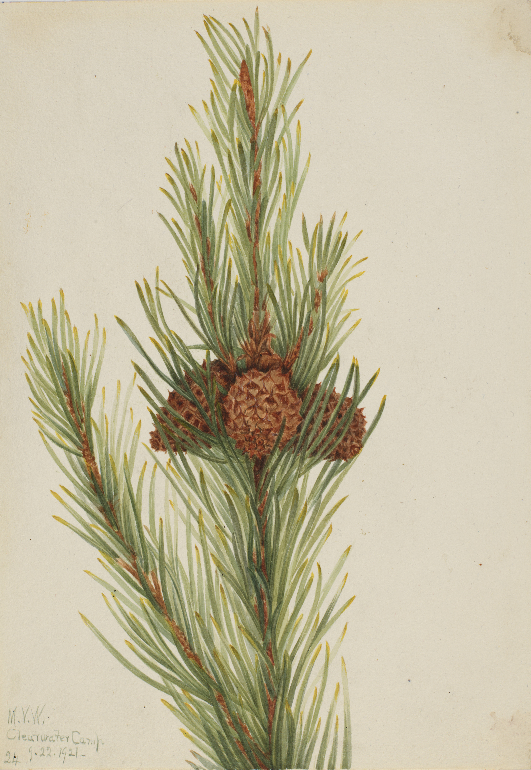 Mary Vaux Walcott, Lodgepole Pine (Pinus Contorta murrayana)