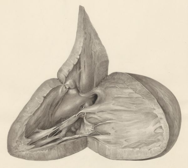 H.G Wetselaar, Heart
