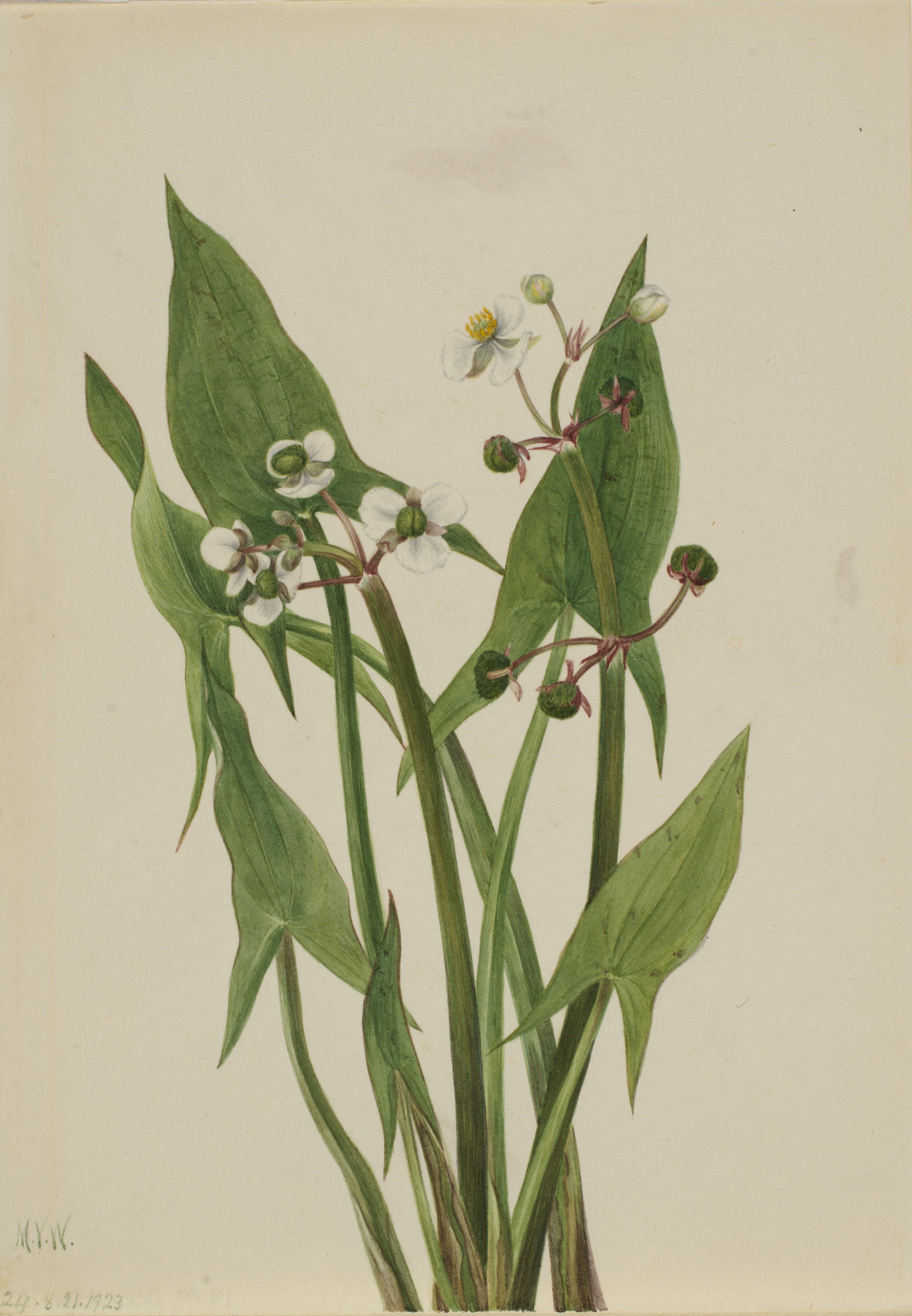 Mary Vaux Walcott, Arum Arrowhead (Sagittaria cuneata)