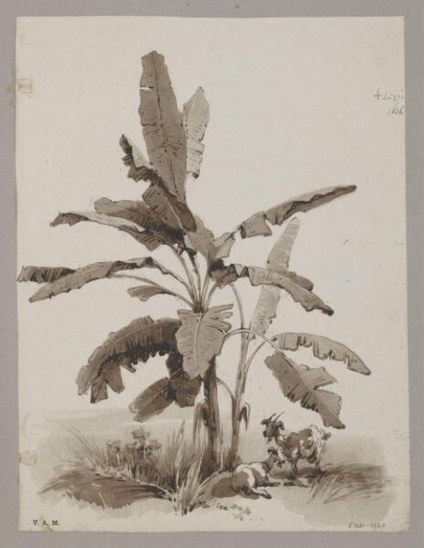 George Chinnery, Plantain tree