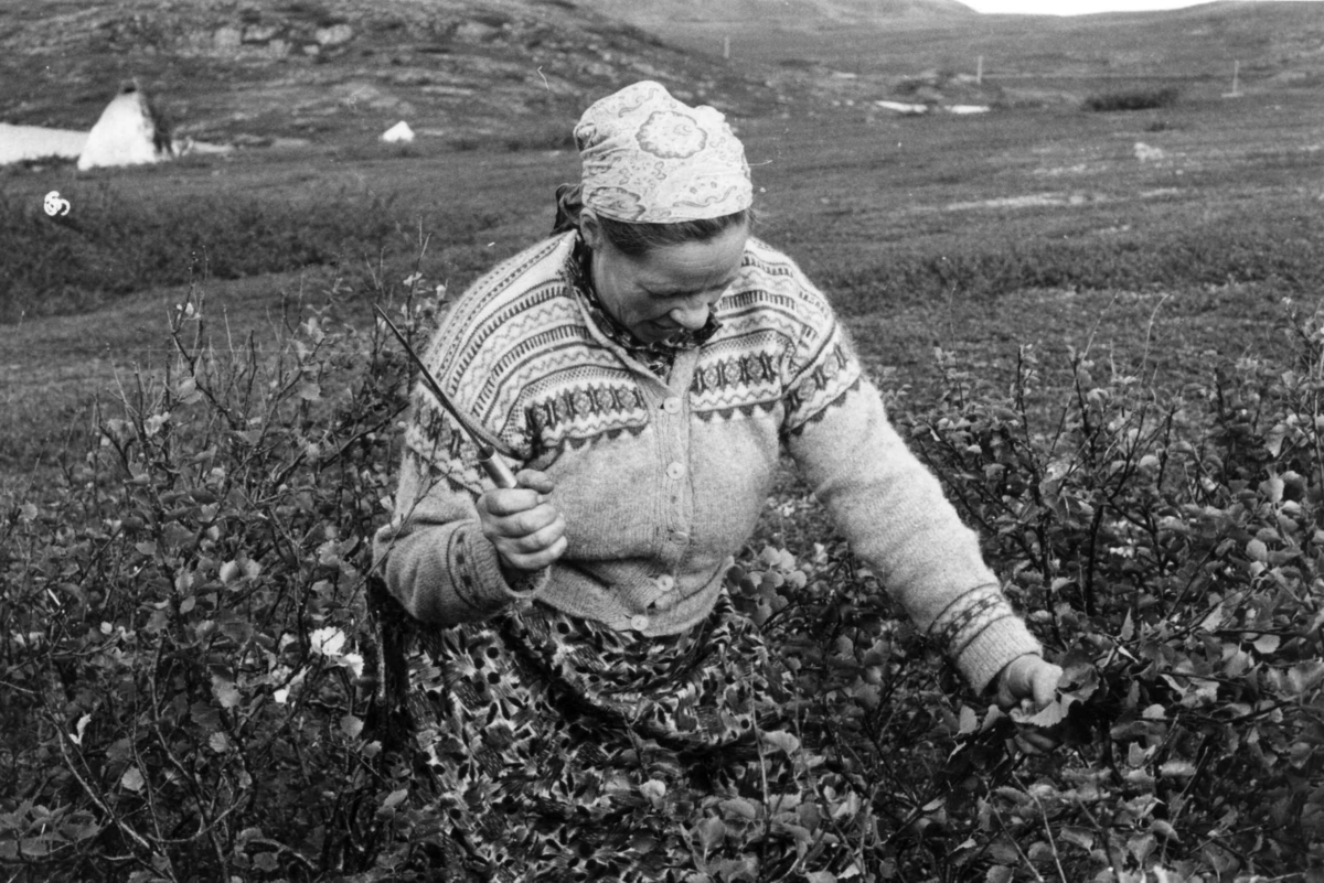 Virginia Raymond Davidson, Ellen Marie Anti kutter kvist til å dekke gulvet i teltet. Ifjordfjellet, Lebesby, Finnmark, 1959.