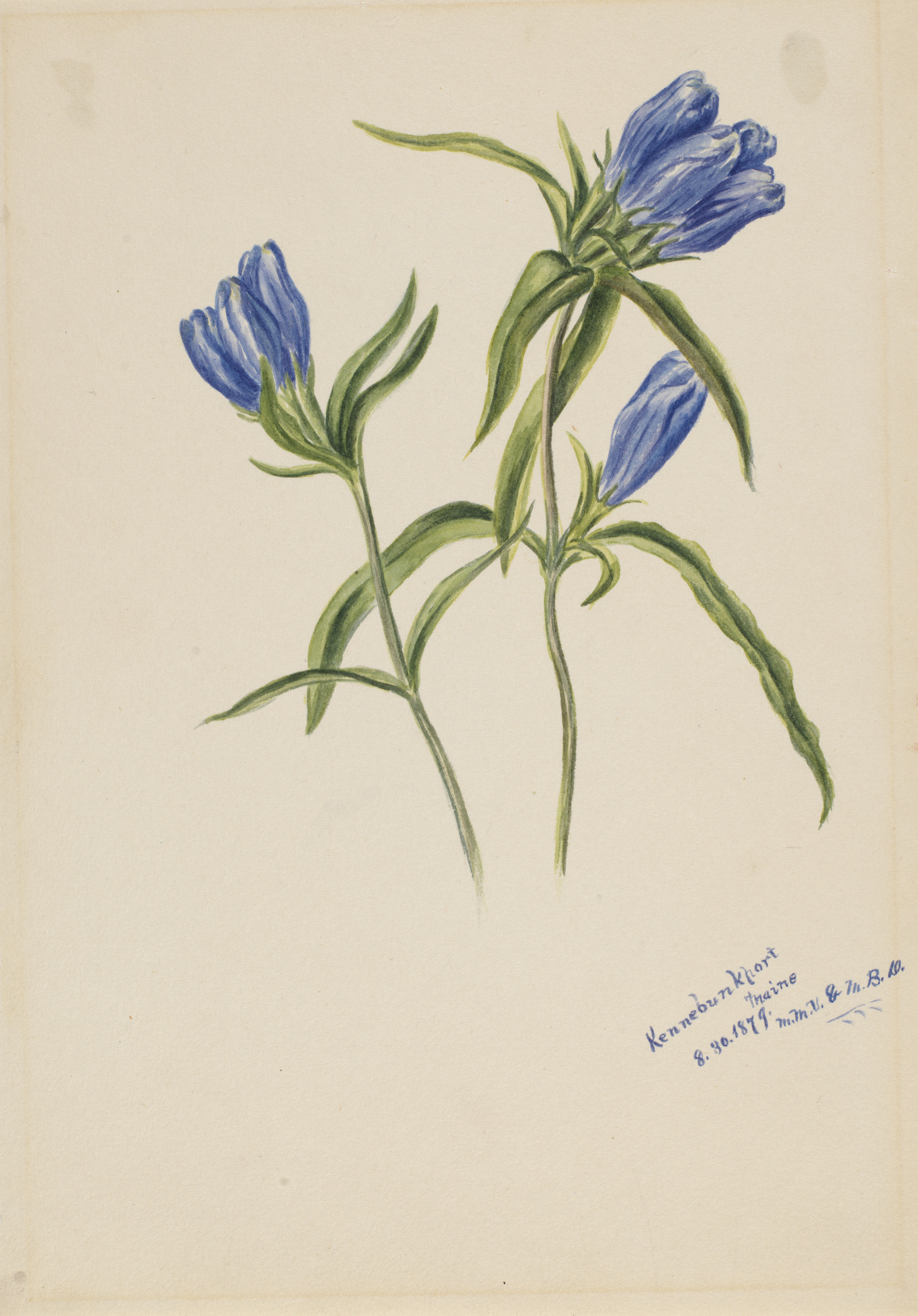 Mary Vaux Walcott, Closed Gentian (Gentiana andrewskii)