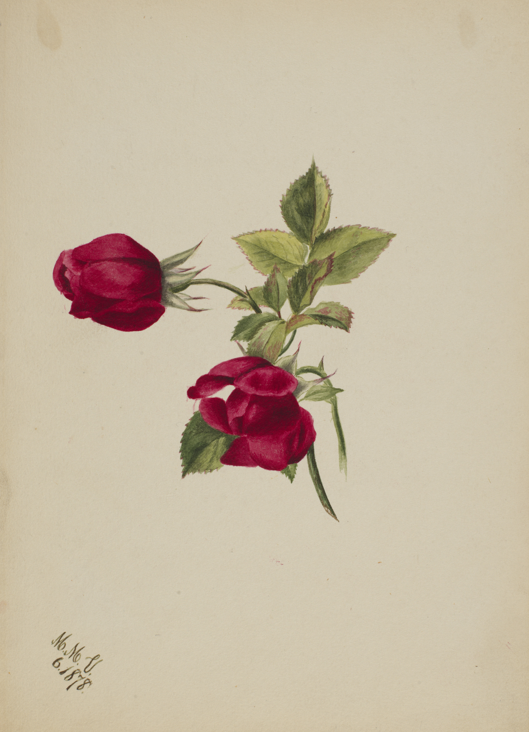 Mary Vaux Walcott, (Untitled--Rose)