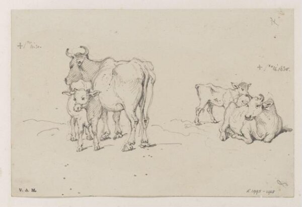 George Chinnery, Two drawings of a cow and calf