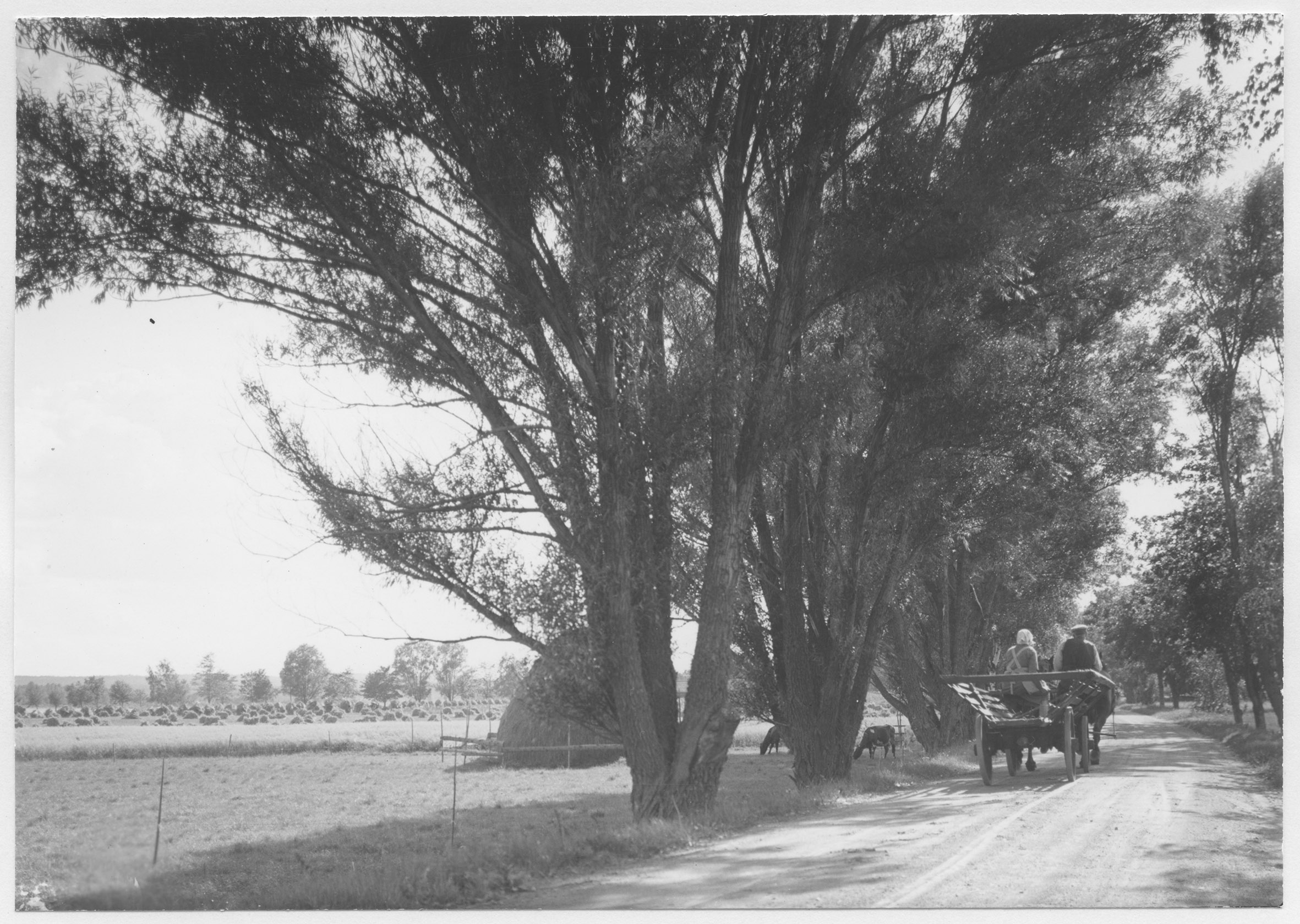 Mårten Sjöbeck, Landsvägen Lännäs-Segersjö, hästdragen kärra